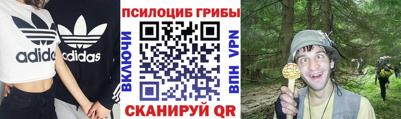 Купить  Шахунья  Псилоцибиновые грибы мицелий 